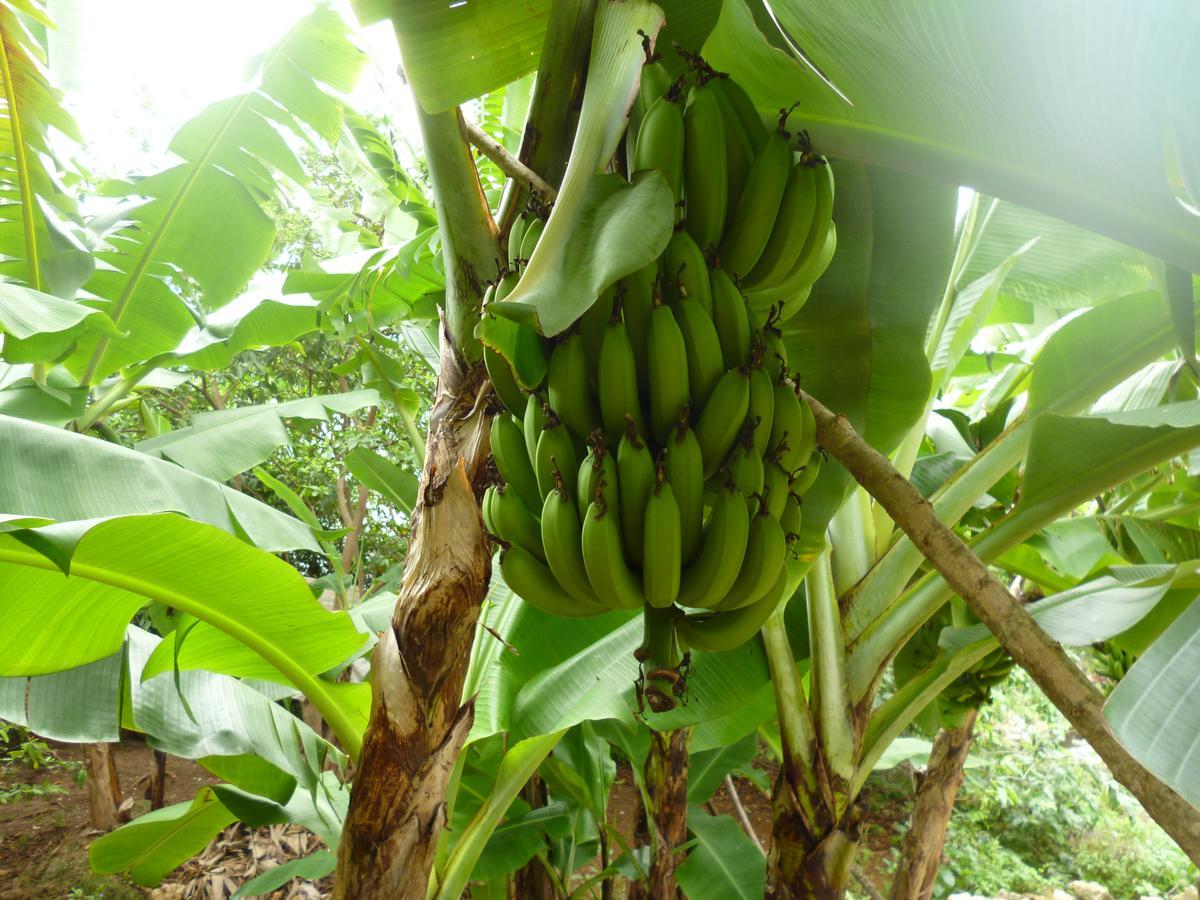 Nativa Miss Casira San Andres (San Andres and Providencia Islands)
