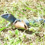 Blue Lizard House