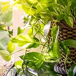 Apartamentos Turisticos - Boho Sai