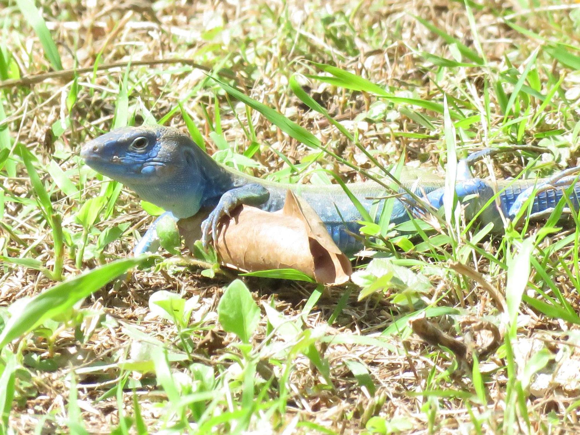 Blue Lizard House