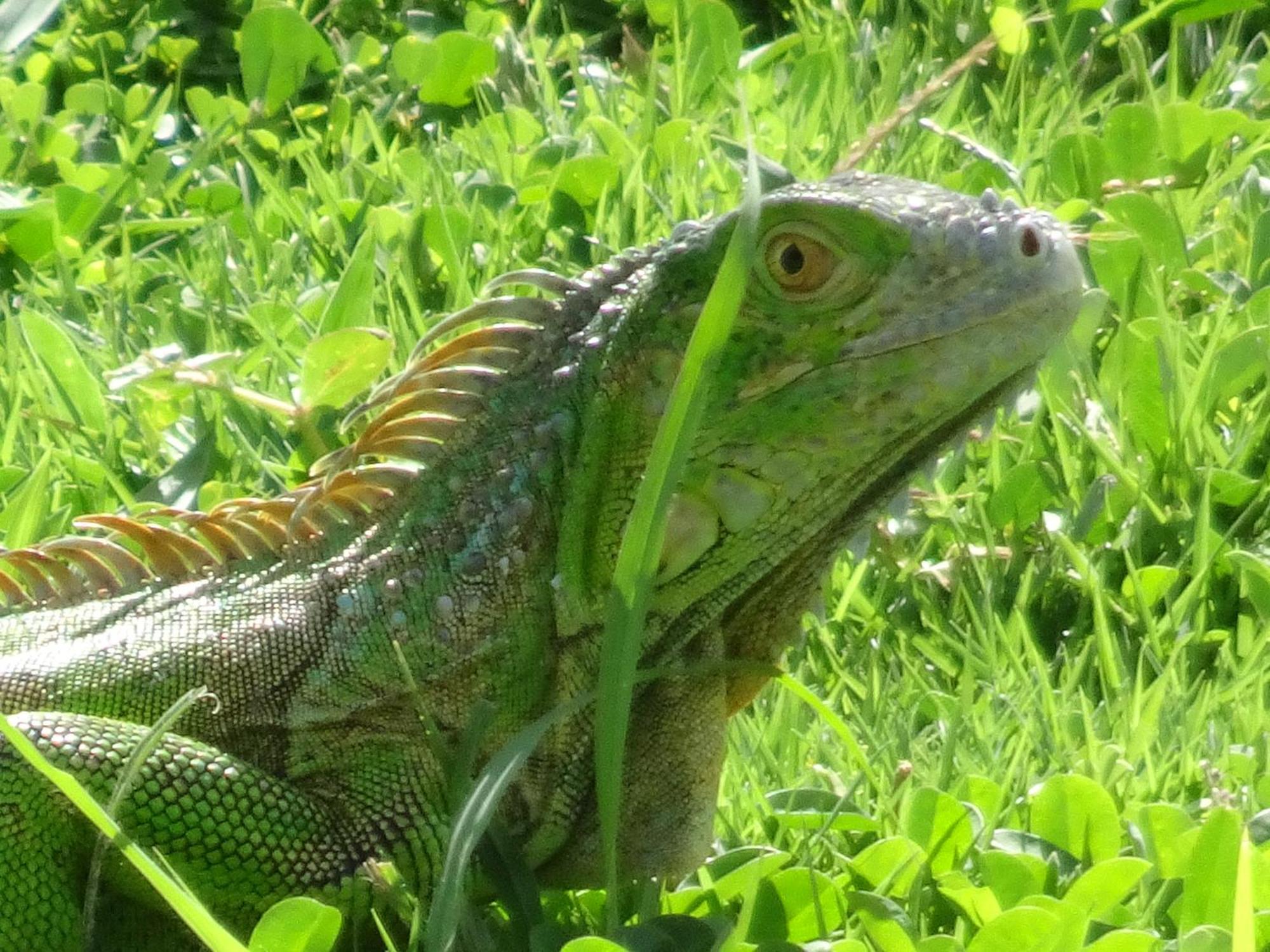 Lodge Blue Lizard House San Andrés
