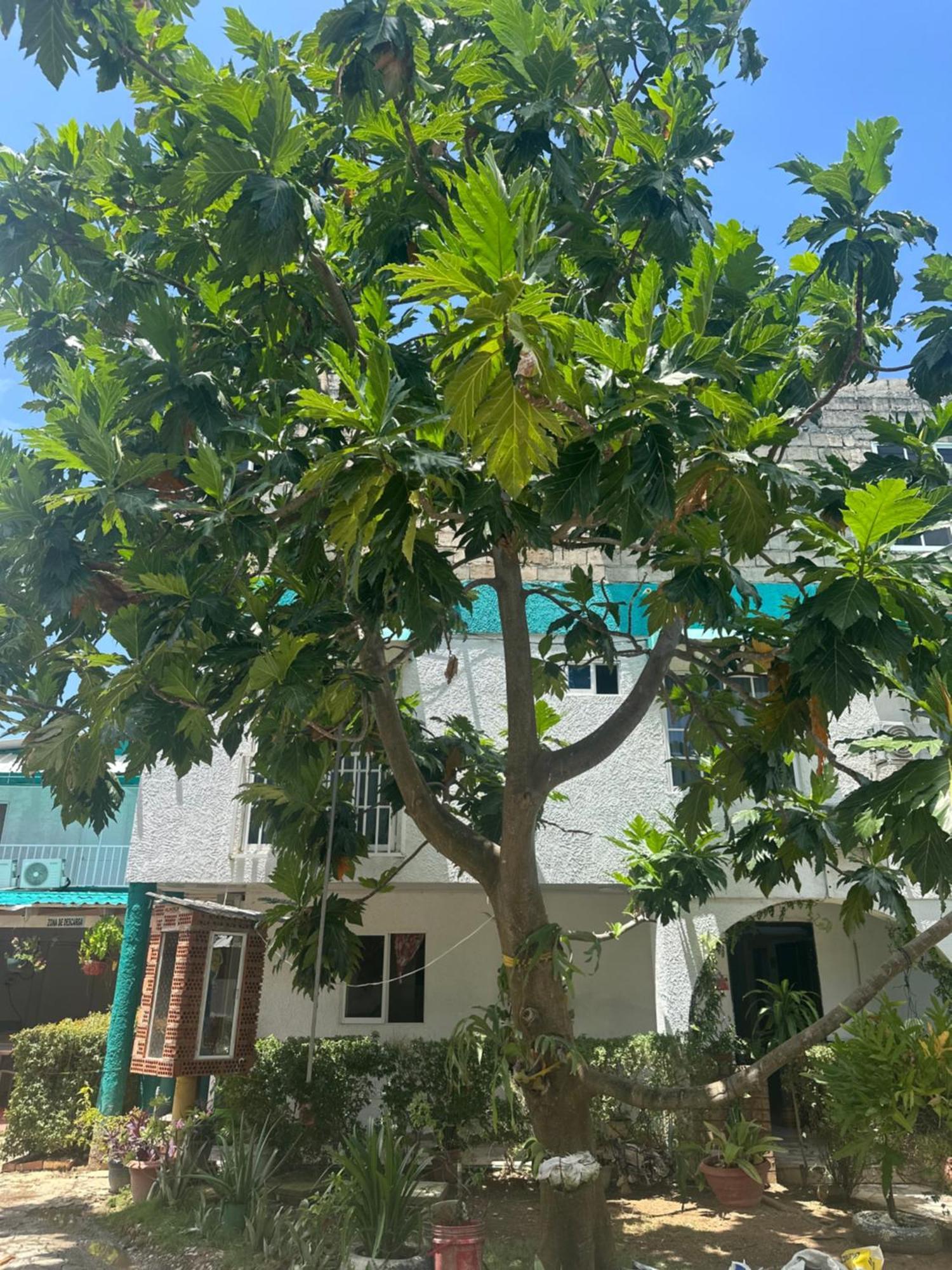 Apartahotel Cattleya